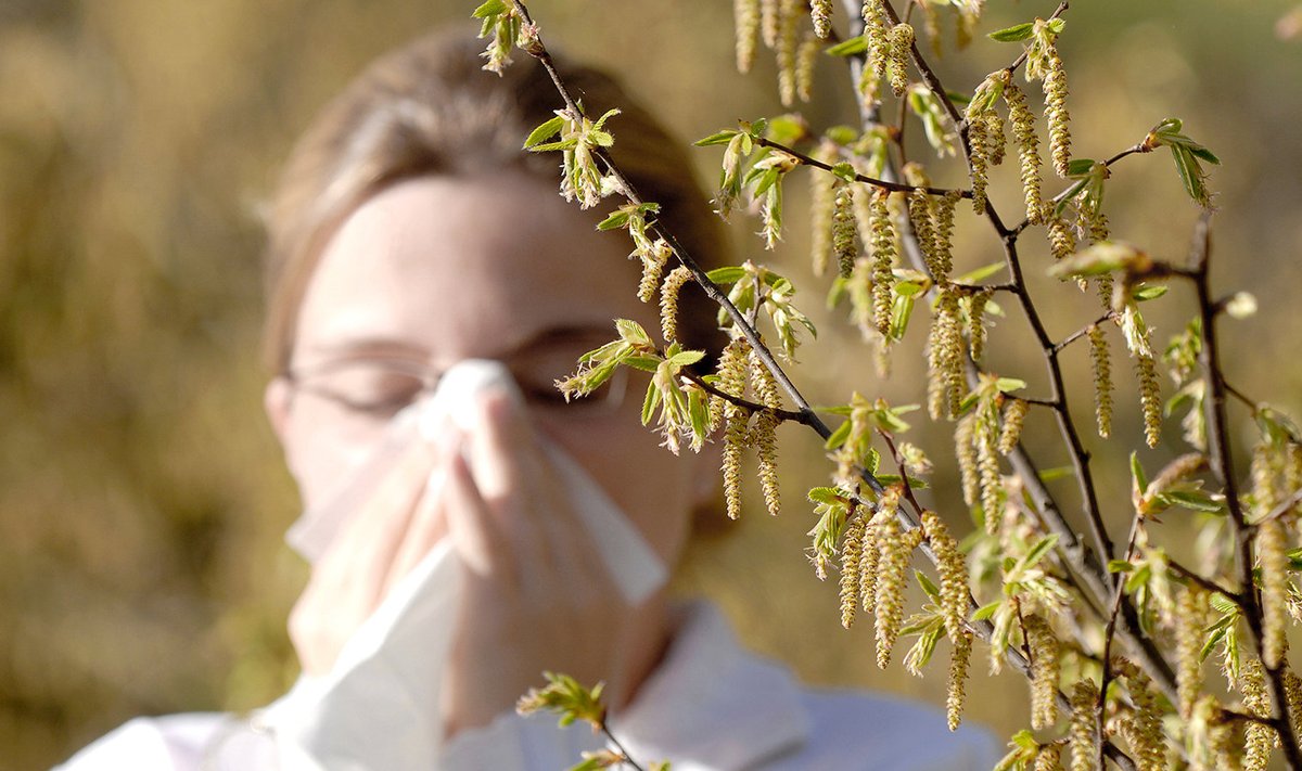 Allergikute kevadekuulutajad on kase, lepa ja sarapuu õietolm. 