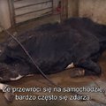VIDEO | Salajased filmikaadrid näitavad koletut vaatepilti Poola tapamajast. Soome veterinaar - ja toiduamet uurib juba, kas haigete loomade liha võis ka neile jõuda