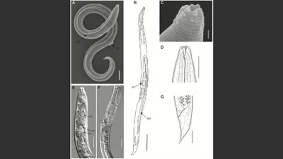 Panagarolaimus kolymaensis