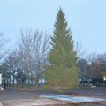 В Пыхья-Таллинне установили рождественскую елку