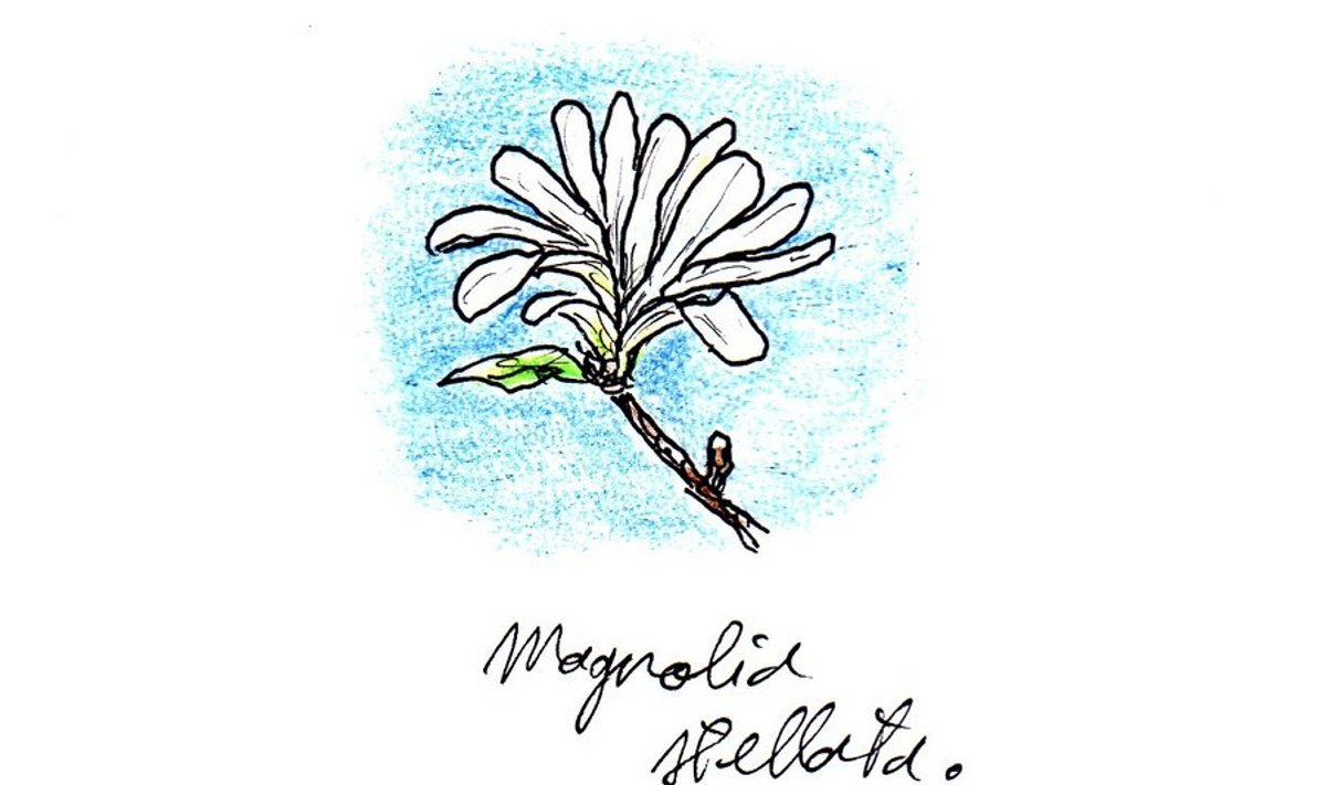 Magnoolia