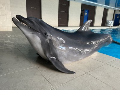 Delfiin