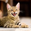10 võimalikku seletust sellele, miks kass tavapärasest rohkem kräunub