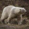 Jääkaru tappis Teravmägedel mehe