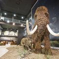 Kambodžas leiti müügilt mammutiluust ehteid