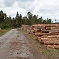 Euroopa Liidu kliimapoliitika: metsaraie tuleb kompenseerida