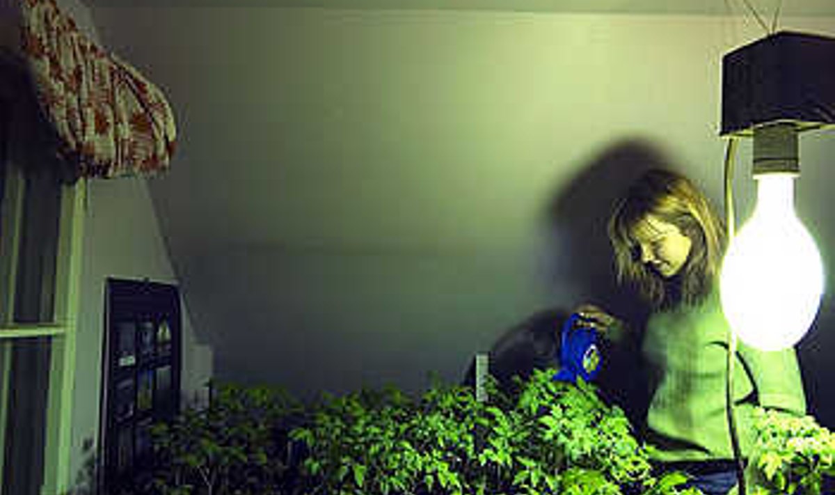 JUBA KASVAB: Kerttu kastab taimi, mis tema toas kevadeks ette kasvavad. Helen Urbanik