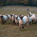 Loomakaitsjad on Saaremaa hundijahi vastu