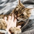 Õnnelik kass, õnnelik omanik: Need 9 teguviisi purustavad sinu kassi südame