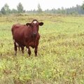 Kudjape küla viimast lehma ootab kodust lahkumine, sest maapiima ei taheta