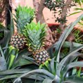 Hobiaednik: pole midagi lihtsamat, kui kasvatada kodus ananasse