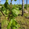 Viinamarjakasvatuse ajaloost Eestis