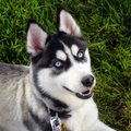 Husky - siniste silmadega iludus, kelle tuline koerasüda vajab pühendunud peremeest