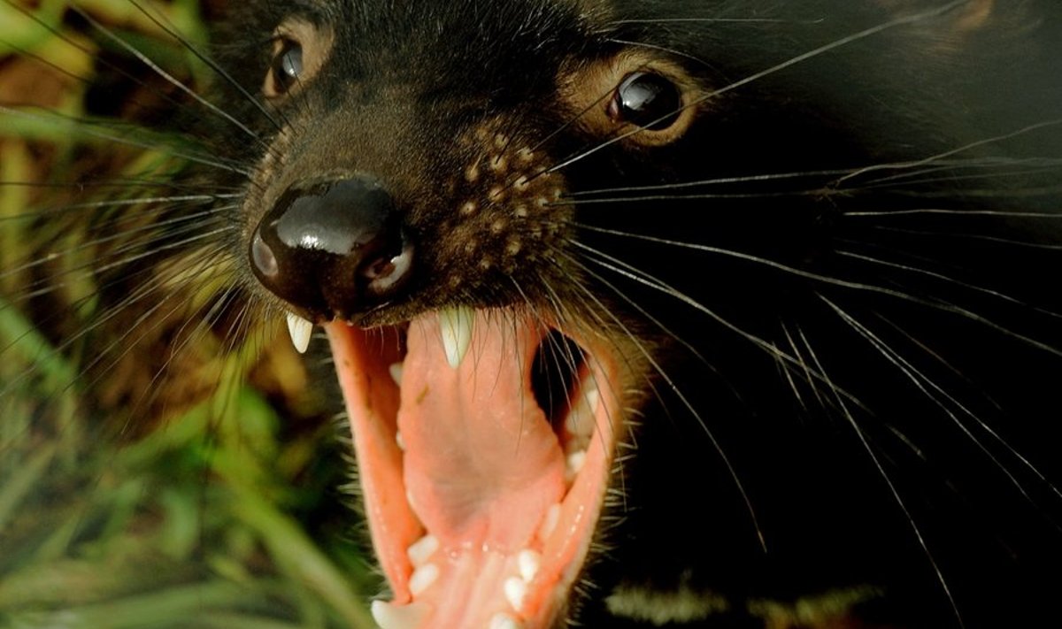 Tasmaania kurat näitab hambaid