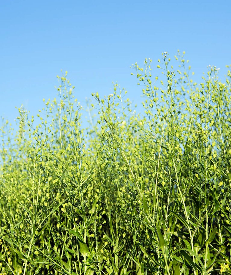  Tudraõli Camelina