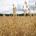 В Ляэнемаа перевернулся трактор с зерном, дорожное полотно покрыто зерном