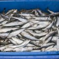 Eesti kalapüügiühistu laiendab külmhoonet, et müüa toodangut Venemaa asemel Euroopasse