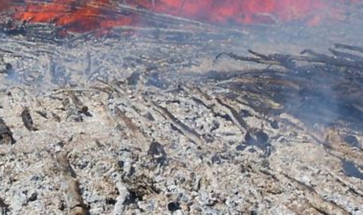 Alepõletus Karula rahvuspargis Mähkli külas augustis 2009. Kui maharaiutud puud on ühe aasta kuivanud, põletatakse puidulade ära. Maapinnale jäänud tuhk on põllule väetiseks. Foto: Kersti Kihno