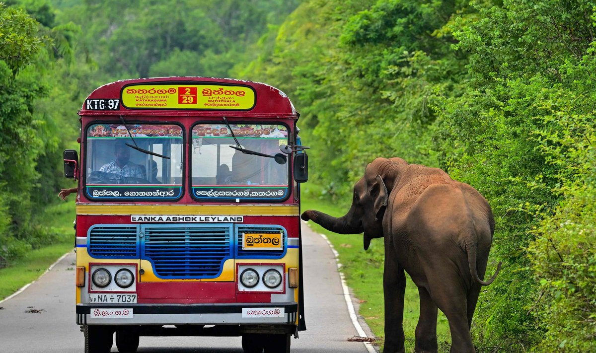 Join UP! reisibüroo korraldab otselende Sri Lankale