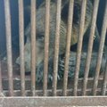 ФОТО: В Эстонии поймали одного из псковских медведей и отправили в Таллиннский зоопарк