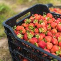 Välistööjõud kipub maasikakasvatajaid haneks püüdma