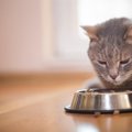 ABIPALVE | MTÜ Pesaleidja on suures hädas, sest kassipoegade toiduvaru täiesti otsa saanud