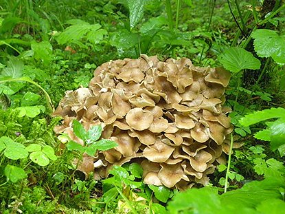 Необычный, но съедобный: гриб-баран, или «знают не все»