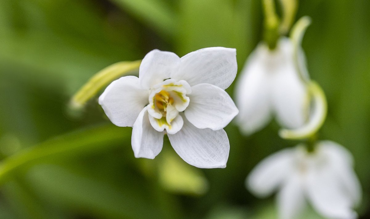 Lumikelluke ‘Godfrey Owen’.