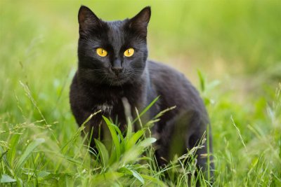 Pilt on illustreeriv. Sissetungijaks oli salapärane musta värvi kass.