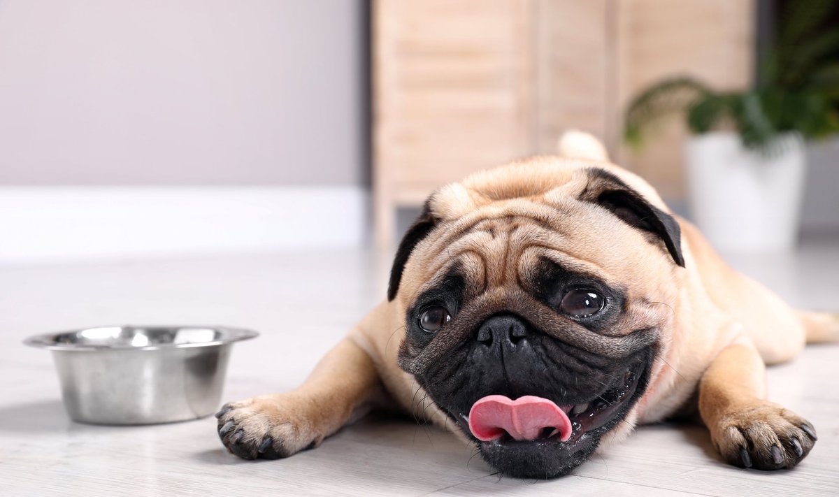 Pug