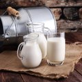 Suur piimalugu: kõik, mida peaksid teadma erinevate piimade ja piimatoodetega kokkamisest
