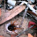 Maailma vanim ämblik suri pärast herilase rünnakut