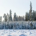 FOTOD | Lummav talvevõlumaa Põlvamaal