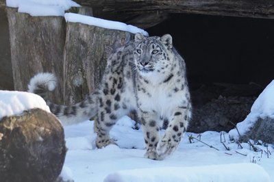 Lumeleopard Makalu