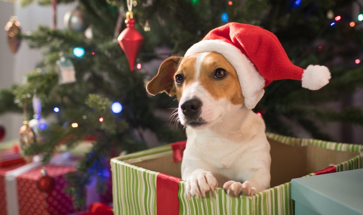 Kutsikas sobib jõulukingiks vaid siis, kui kogu pere on koera võtmiseks valmis.