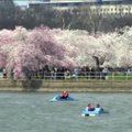 Washingtonis saab kirsiõite ilu imetleda