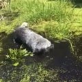 PARIMAD PALAD VIDEOKONKURSILT | Koeraomaniku rõõmud: pole midagi paremat kui pea ees otse mudamülkasse sukelduda!