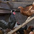 Kaks Pärnumaa väiketalu jätkasid pärast salmonelloosi avastamist kana- ja munamüüki