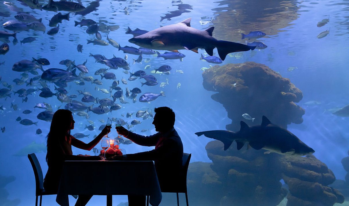 Illustreeriva tähendusega pilt akvaariumist. (Wikimedia Commons / Palma aquarium)