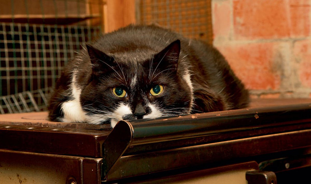 Miki on Toolse varjupaiga üks raskemaid kasse.  Soe pliit on tema lemmikkoht, kuid ise  ta sinna hüpata ei jaksa. Ta teab, et märku andes pererahvas aitab teda. 