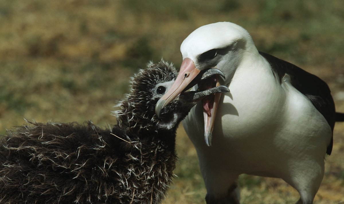 Mask-albatross pojaga (foto on illustreeriv)