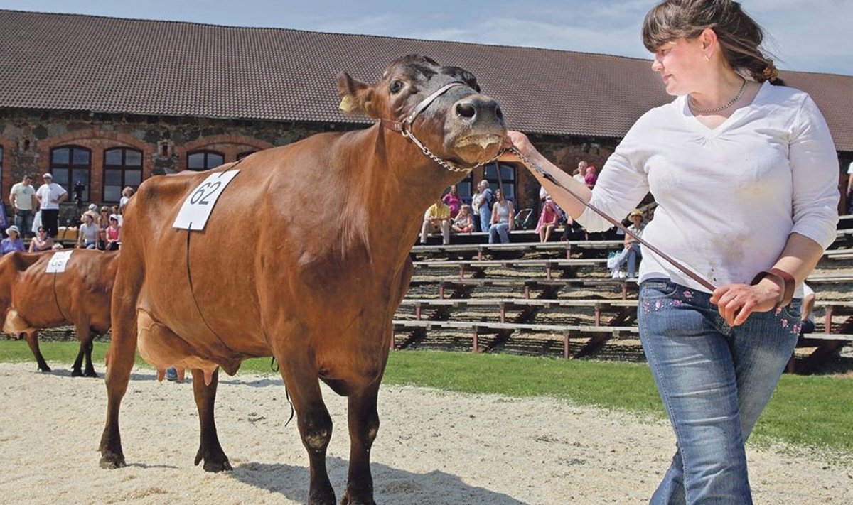 Kõpu PM OÜ loomakasvatusjuht Sirje Kroonberg on oma lehmadega näitusel käinud juba mitu aastat.