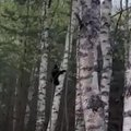 HARUKORDNE VIDEO | Setomaal ronivad karupere neli poega hoogsalt puude otsa