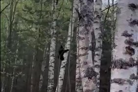 HARUKORDNE VIDEO | Setomaal ronivad karupere neli poega hoogsalt puude otsa