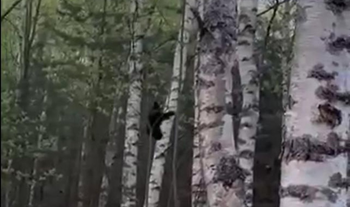 Медвежонок на дереве — кадр из видео