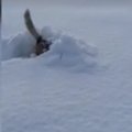 Vahva VIDEO | Ootamatu lumi pakub koertele väga palju nalja ja rõõmu!