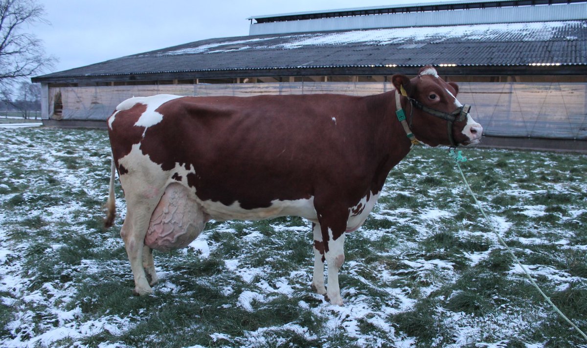 Allika andis detsembrikuu kontroll-lüpsil 80,6 kg piima, mis on punase tõu uus päevalüpsi rekord. “Allika on välimuselt suur ja kõrge lehm, kes on laia laudjaga ning tugevate jalgadega. Tugevalt kinnitunud udar, hea keskside ning hea nisade asetus ja pikkus loovad eelduse kõrgeteks toodangunumbriteks,” kiidavad Eestimaa tõuaretajad oma blogis rekordlehma.