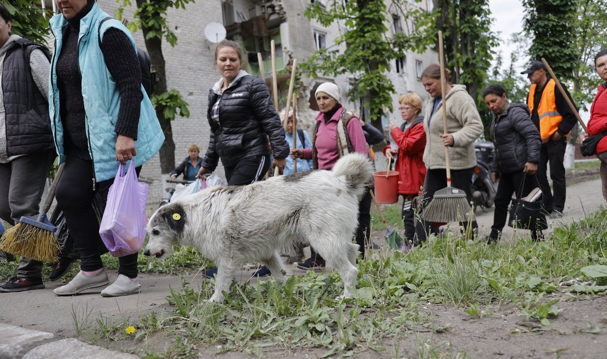 Naised koristavad Donetski oblastis asuvaid Volnovaha tänavaid.