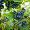 Muhu viinamarjaistanduse pere arendab veiniturismi