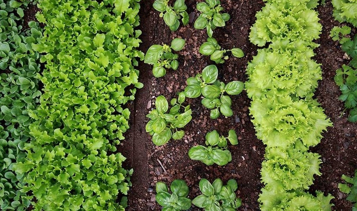 Mahepõllumajanduses on rohkelt käsitsitööd ja see annab end tunda ka viljade maitses ja kvaliteedis. (Foto: Shutterstock)